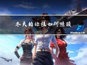 冬天的绿植如何照顾