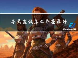 冬天盆栽怎么养花最好