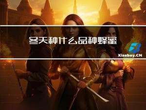 冬天种什么品种蜂蜜