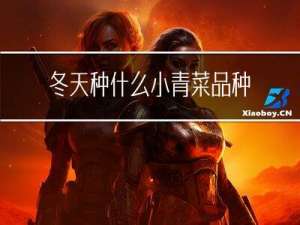 冬天种什么小青菜品种