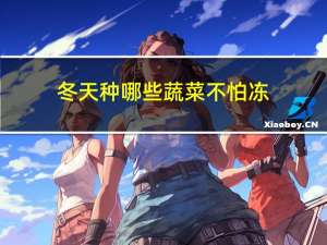 冬天种哪些蔬菜不怕冻