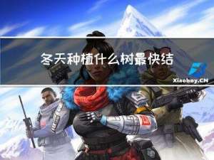 冬天种植什么树最快结果