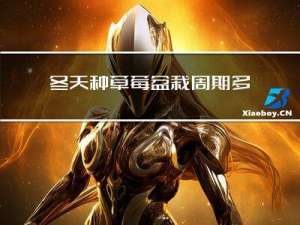 冬天种草莓盆栽周期多久
