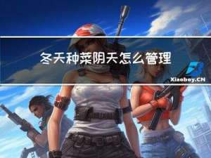 冬天种菜阴天怎么管理好