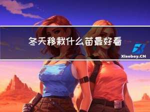 冬天移栽什么苗最好看