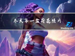 冬天第一盒荷花照片