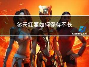 冬天红薯如何保存不长虫