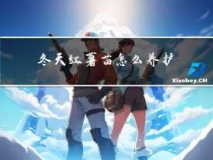 冬天红薯苗怎么养护