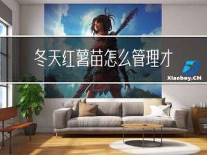 冬天红薯苗怎么管理才好