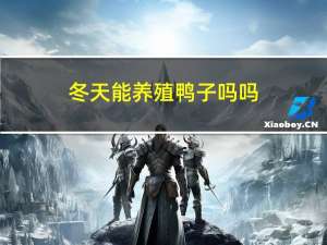 冬天能养殖鸭子吗吗