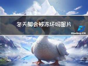 冬天脚会被冻坏吗图片