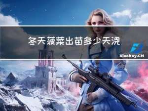 冬天菠菜出苗多少天浇水