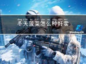 冬天菠菜怎么种好卖