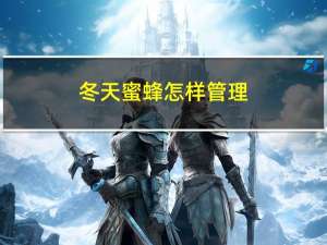 冬天蜜蜂怎样管理