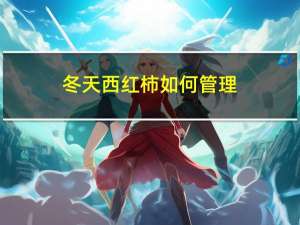 冬天西红柿如何管理