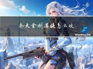 冬天金刚菩提怎么收