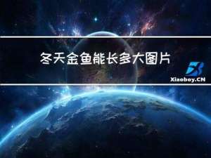 冬天金鱼能长多大图片