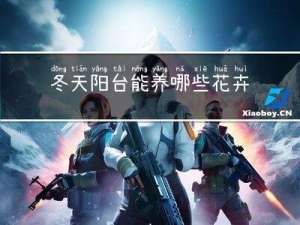 冬天阳台能养哪些花卉