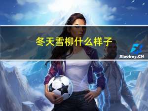 冬天雪柳什么样子