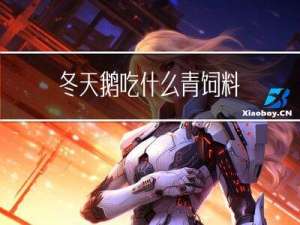 冬天鹅吃什么青饲料