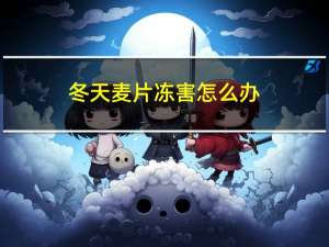 冬天麦片冻害怎么办