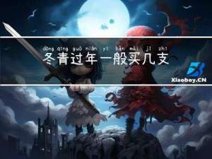 冬青过年一般买几支