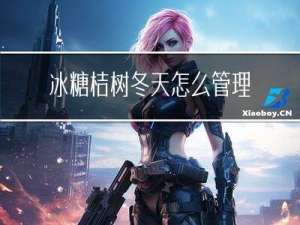 冰糖桔树冬天怎么管理
