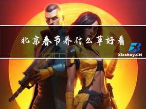 北京春节养什么草好看