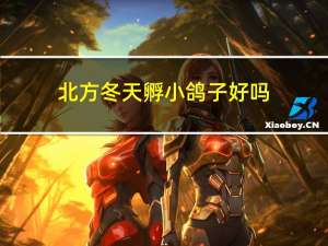 北方冬天孵小鸽子好吗