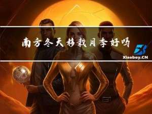 南方冬天移栽月季好吗