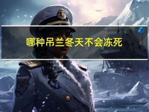 哪种吊兰冬天不会冻死