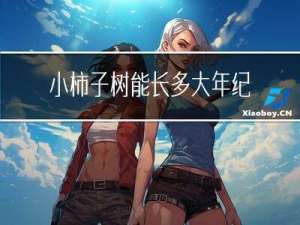 小柿子树能长多大年纪