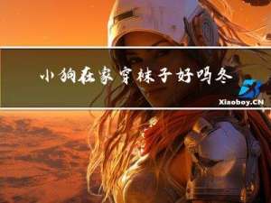 小狗在家穿袜子好吗冬天