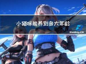 小猫咪能养到多大年龄