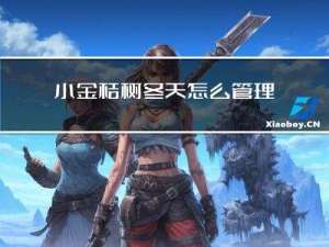 小金桔树冬天怎么管理