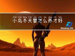 小鸟冬天要怎么养才好