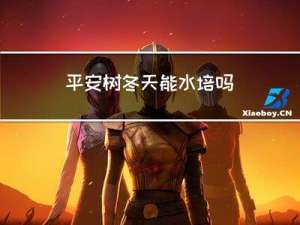 平安树冬天能水培吗