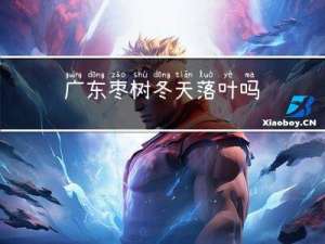 广东枣树冬天落叶吗