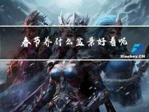 春节养什么盆景好看呢