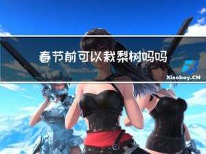 春节前可以栽梨树吗吗