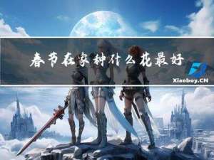 春节在家种什么花最好养