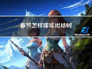 春节怎样嫁接柑桔树