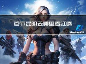 春节昆明去哪里看红嘴鸟