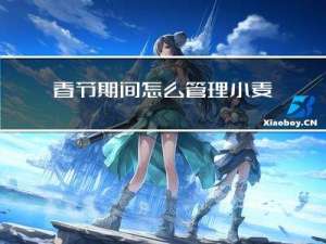 春节期间怎么管理小麦产量