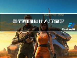 春节期间种什么花最好呢