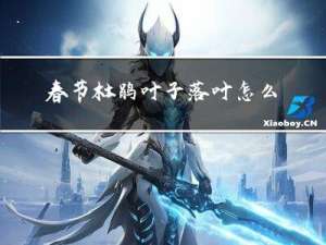 春节杜鹃叶子落叶怎么办