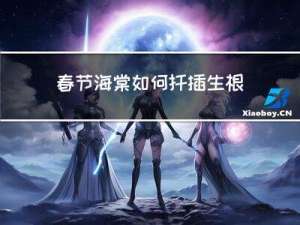 春节海棠如何扦插生根