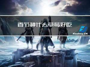 春节种什么草莓好吃