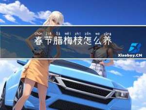 春节腊梅枝怎么养