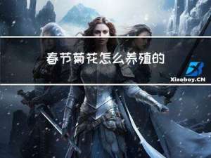 春节菊花怎么养殖的